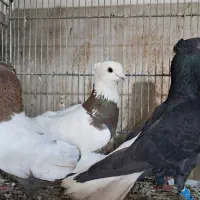 ۱۰تا نر رنگی شوش