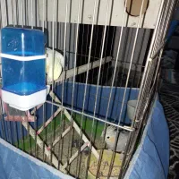 نروماده عروس هلندی|پرنده|ازنا, |دیوار