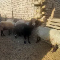 میش|حیوانات مزرعه|گلپایگان, |دیوار