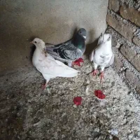 ۳عدد کبوتر تکپر.دورگ