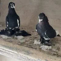 کفتر|پرنده|تبریز, |دیوار