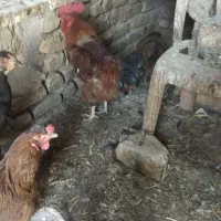 مرغ و خروس جوان