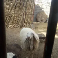 دو راس گوسفند بره