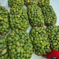 انبوک‌ تازه