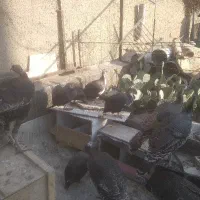 بوقلمون و مرغ شاخدار|حیوانات مزرعه|تهران, آسمان|دیوار