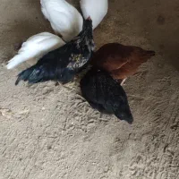 فروش پنج عدد مرغ و یک خروس