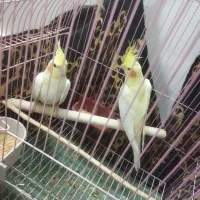 فروش پرنده عروس هلندی نر