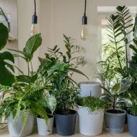 گل و گیاه آپارتمانی