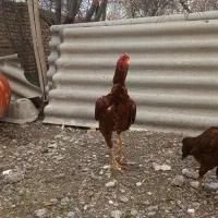 خروس لاری اصل