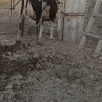 گاو خوب آبستن|حیوانات مزرعه|فیروزآباد (آذربایجان), |دیوار