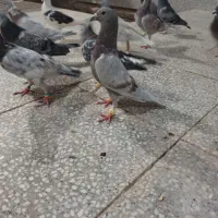 کفتر تاری