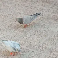 دوتاهفرنگ نر