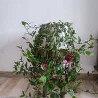 گل طبیعی|گل و گیاه طبیعی|دیواندره, |دیوار