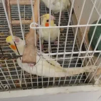 فروش جوجه عروس هلندی