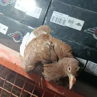 جوجه پلنگ سرخ
