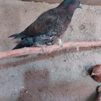 کفتر فروشی|پرنده|اردکان, |دیوار