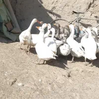 غاز محلی|حیوانات مزرعه|کنگاور, |دیوار