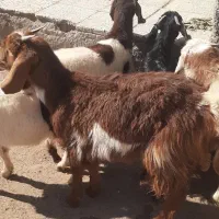 بزغاله|حیوانات مزرعه|نیشابور, ریوند|دیوار