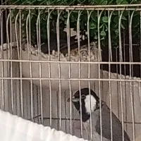 سهره اهوازی مولد