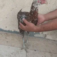 حیوانات مزرعه|حیوانات مزرعه|میناب, |دیوار