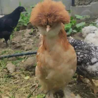 مرغ و خروس اصل سلطان لهستانی پاپر و کاکلی