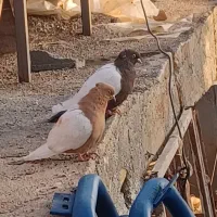 کبوتر|پرنده|سپیدان, |دیوار