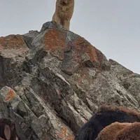 نژادسراب قدیم ۱۵ ماه جوان گلی زمانت