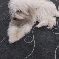 سگ پودل واگذاری