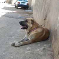 سگ سرابی|سگ|خرمدشت, |دیوار