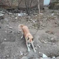 سگ هاسکی سرابی|سگ|صوفیان, |دیوار