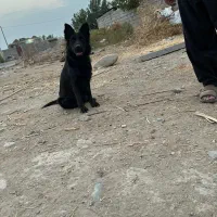 ژرمن بلک کلاس A|سگ|جیرفت, |دیوار