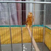 جوجه قناری دارچین