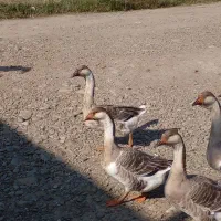 قوغاز|حیوانات مزرعه|شفت, |دیوار