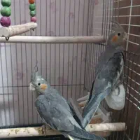 عروس هلندی خونگی