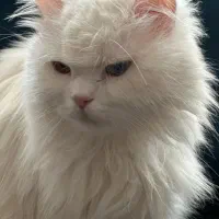 گربه پرشین چشم هیتروکروما|گربه|کرمان, |دیوار