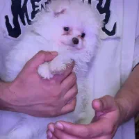 سگ پامر سایز صفر