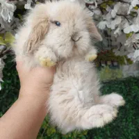 خرگوش مینی لوپ توپولی عروسک|موش و خرگوش|کرج, کرج نو|دیوار