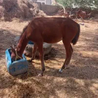 فروش ۶راس اسب، مادیان ونریان وکره