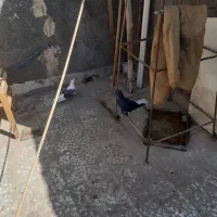 کفتر فروشی|پرنده|قم, شهر قائم|دیوار