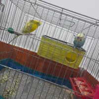 دوجفت مرغ عشق ساده و پشت پروانه ای|پرنده|جیرفت, |دیوار