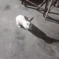 دو عدد خرگوش سفید نر وماد