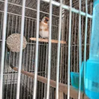 سلام یک جفت سهره رام به شرط|پرنده|قدس, شهرقدس|دیوار