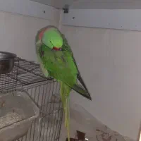 گمشدن طوطی ملنگو