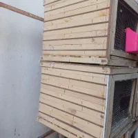 جفتگاه کبوتر