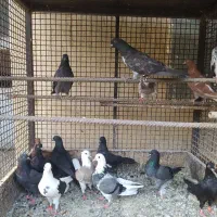 فروش کبوتر پرشی بصورت یکجا