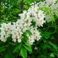 درخت نهال اقاقیا ۴تا۸متر ارتفاع مقاوم کم آبی وگرما|خدمات باغبانی و درختکاری|مشهد, سپاد|دیوار