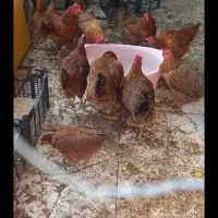 مرغ خروس