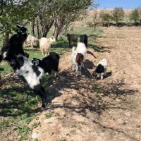 فروش گوسفند