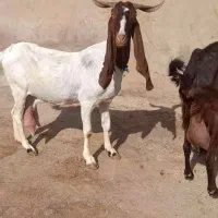دو بز دو بیگ|حیوانات مزرعه|شوشتر, |دیوار