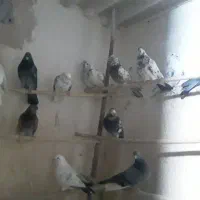 کفتر پرشی|پرنده|قم, زند آباد|دیوار